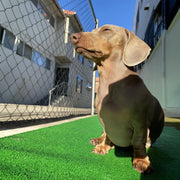 TheDisplayOutlet Green Indoor Outdoor Grass Carpet Roll 3/8" Pile Height Image