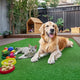 TheDisplayOutlet Artificial Turf for Dogs 13/16" Pile Height Image