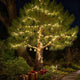 TheDisplayOutlet 200' Mini Christmas String Lights Outdoor 110V Warm White Image
