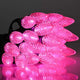 TheDisplayOutlet C9 Light Bulbs with E17 Base 25ct/pk, Pink Image
