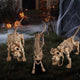 TheDisplayOutlet Animal Skeleton Halloween Decorations Image