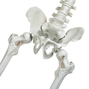 5'5" Full Body Two-Head Skeleton Posable Halloween Decoration