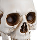Skull Decor Halloween Set of 4