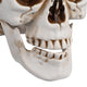 Skull Decor Halloween Set of 4